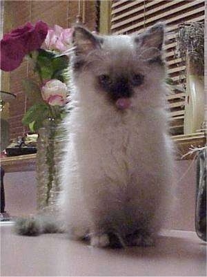 Himalayan Kitten is sitting on a countertop in front of a vase with plants in it licking its nose