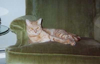 Max the Cat is laying down in an green arm chair