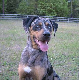 Catahoula_Leopard_Flip_11mon-2.jpg