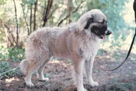 Caucasian Ovtcharka is standing outside in a wooded area. Its mouth is open and tongue is out