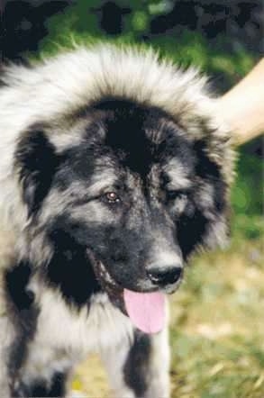 Close Up - Caucasian Ovtcharka is looking towards the camera and his mouth is open and tongue is out