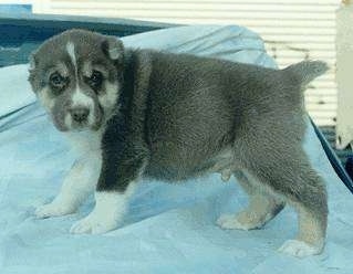 CH. Burmilla the Central Asian Ovtcharka puppy is standing on a tarp on top of a car