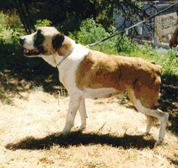 CH. Panda Rusdog the Central Asian Ovtcharka walking up a hill while on a leash and its mouth is open