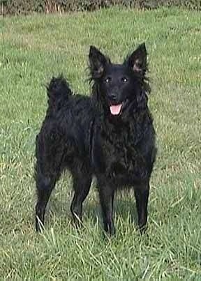 A Croatian Sheepdog is standing outside in grass perked up looking happy.