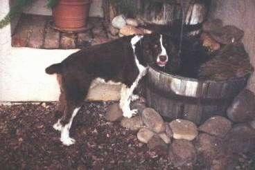 Buck the English Springer Spaniel is drinking out of a wooden barrel that has water spilling into it