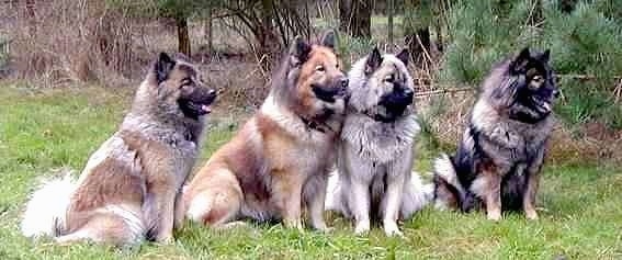 A pack of Eurasiers are sitting outside all lined up in a row in teh grass. They vary in color from cream to brown to gray and black.