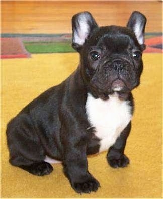 French Bulldog Puppies on French Bulldog Puppy Dogs   Frenchies