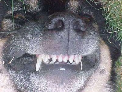 Close Up head shot  - The snout and teeth of a dog that is up-side down in the grass