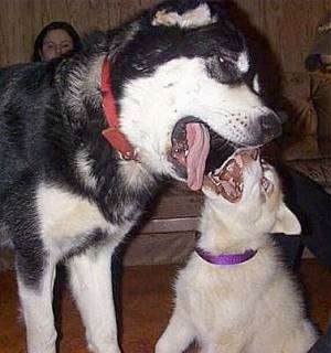 A black with white and tan Giant Alaskan Malamute is playing with a tan and white Husky puppy. Both of their mouths are open as they bite at one another.