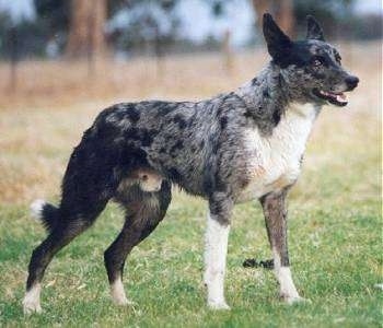 An alert black and grey with white merle color Koolis is standing in grass. Its mouth is open, its ear are back.