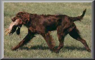 ... longhaired pointer deutsch langhaar german long hai