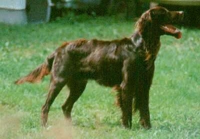 Hunting Dogs, German Longhaired Pointer