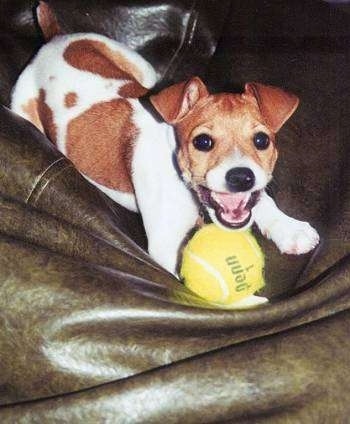 A brown with white Rat Terrier dog is laying in a green leather chair with a tennis ball in front of it