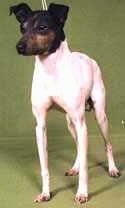 A white with black Japanese Terrier is standing on a emerald back drop