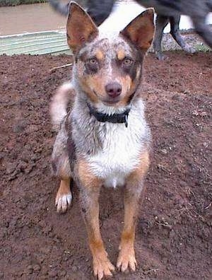 A brown, black, grey and white merle-colored Australian Koolie is sitting on the side of a dirt hill. There is another dog walking behind it