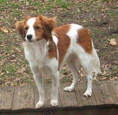 Dog Breed Kooikerhondje