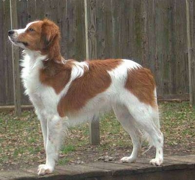 Close Up - A white with red Kooikerhondje dog is sanding on a wooden walkway next to grass and a wooden fence and looking up and to the left