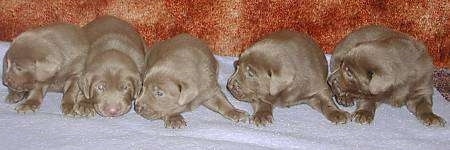 A litter of Silver Labrador Retrievers are lined up in a row laying on a gray towel in front of a copper colored carpeted wall.