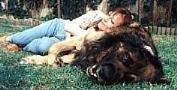 A Leonberger is laying on its right side in grass and there is a lady using the side of the dog as a pillow.