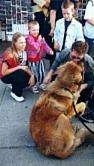 The back of a Leonberger is sitting in grass and it is licking the face of a man in front of it. There is a crowd of people behind it.