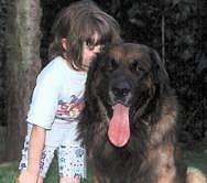 A Leonberger is sitting in grass and next to it is a child kissing the side of its head. The Leonbergers mouth is open and long tongue is out.