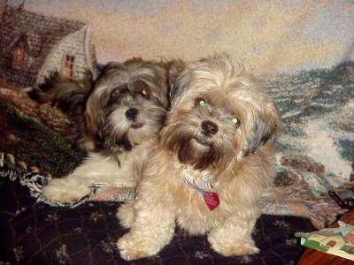 Two Lhasa Apsos are laying on a couch really close to each other in front of a blanket that has a picture of the rough sea and a house on it.