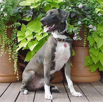 Louisiana Catahoula Leopard Dog (Catahoula Leopard Dog) (Catahoula Hog Dog) 