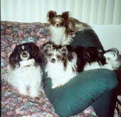 Three long coat Mi-kis are sitting and laying on a floral couch with green pillows. There are white blinds behind them.