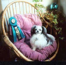 A white with black long coat Mi-ki is sitting on a pink pillow on a brown wicker chair with a blue and black ribbon behind it. There is a vine plant off to the right of the chair.