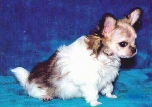 View from the side - A small bat-eared white with brown Mi-ki puppy is sitting on a blue backdrop.