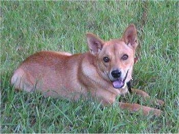 Side view - A perk-eared, tan Shiba Inu/Cardigan Welsh Corgi mix is laying in grass its mouth is open showing the black spots on its tongue.