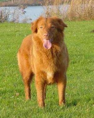 Toller Duck Retriever Norge