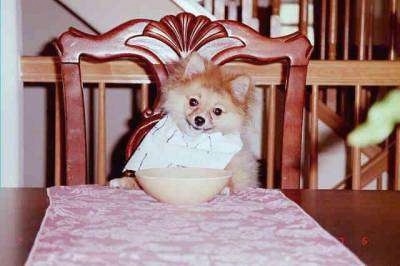 A Pomeranian dog sitting on a wooden chair up at a dinner table and wearing a bib with a cereal bowl in front of it