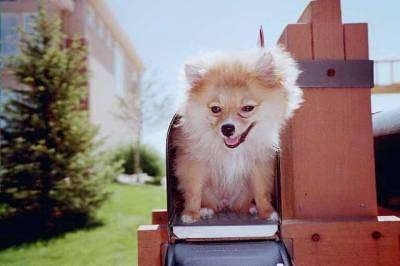 A tan with white Pomeranian dog is sitting inside of a mailbox