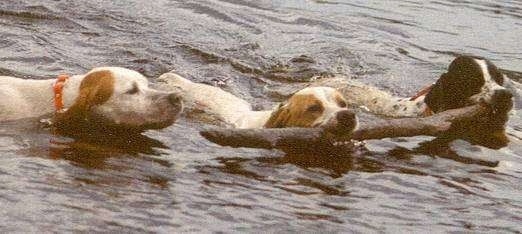Three Pointers are swimming through a body of water. Two of the dogs are swimming with a stick in their mouths.