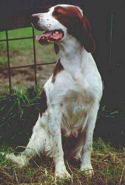 A white with red Irish Setter is sitting in grass looking to the left with its tongue sticking out.
