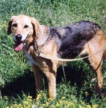 Side view - The left side of a saddle patterned black with brown Russian Hound dog that is standing in grass and looking forward. Its mouth is open and its tongue is out.