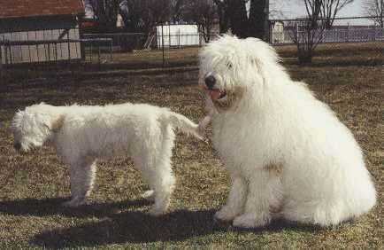 The left side of a white South Russian Ovtcharka puppy that is standing across a yard, to the right of it is an adult large breed white South Russian Ovtcharka dog. They are both looking to the right.