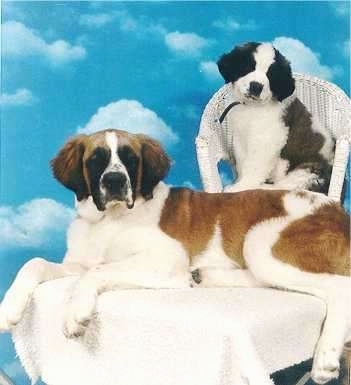  Breeds  Pictures on Saint Bernard Information And Pictures  Alpine Mastiff  Saint Bernards