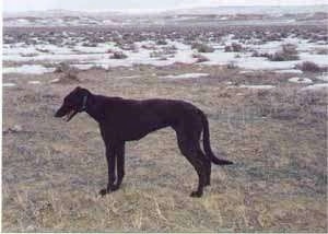 The left side of a black Staghound dog standing in grass. Its mouth is open and it is looking to the left. There is patches of snow in the field behind it. The dog is tall with a high arch, a long pointy snout and a long tail that is almost touching the ground.