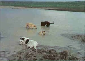 Four Staghounds dogs are playing and laying in a small body of water and mud. One dog is black, two are tan and one is white and black.