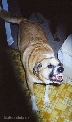 A tan with white and black dog is standing across a tiled floor. It is barking and growling aggressively with its teeth showing and lips curled up.