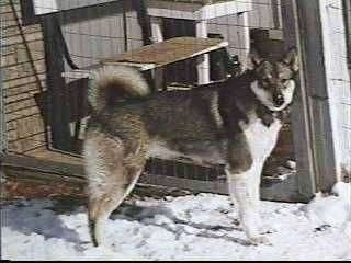 The right side of a black, grey and white Siberian Laika dog that is standing across a snowy surface and it is looking forward.