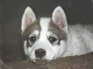 Close up - The face of a white with brown Siberian Laika puppy that is laying down on a couch and looking forward. It has small perk ears and dark eyes with a black nose.