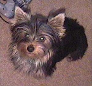 Top down view of a brown with black Yorkshire Terrier that is sitting on a tan carpet and it is looking up. It has pointy perk ears and a black nose. There is a gray Nintendo 64 controller to the left of it.