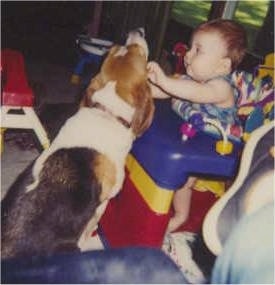 Bugle the Briquet sitting in front of a baby in a toddler holder who is reaching out to touch the dog