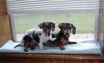 Neon the white and black with brown dachshund is laying on top of Lexie the black and brown Dachshund. They are laying on a window sill