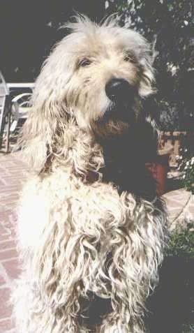 A  tan Goldendoodle is sitting on a brick porch.