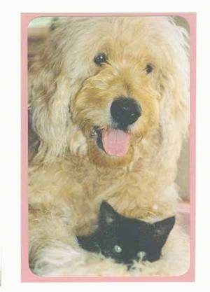 miniature goldendoodle puppy. Goldendoodle Puppy Dogs