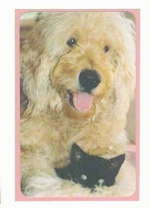 goldendoodle black. lack mini goldendoodle